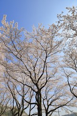 桜満開