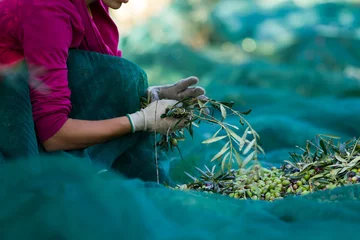 Fototapeten olive picking © franco lucato
