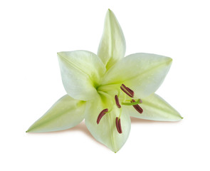 close-up white lily