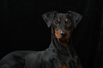 Pinscher