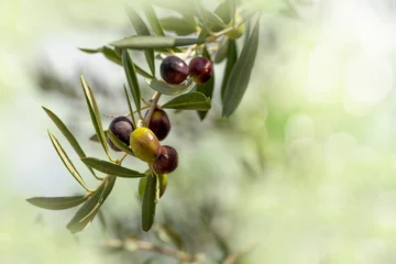 Photo sur Plexiglas Olivier Branche d& 39 olives mûres