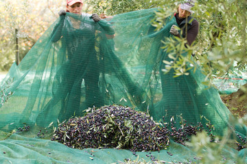 olive picking