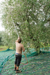 olive picking