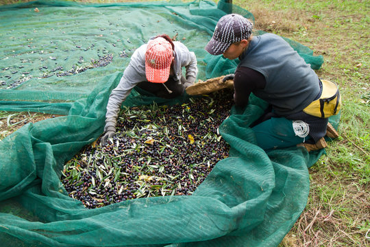 olive picking - Powered by Adobe