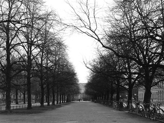bald trees in park in morning winter; black and white tone