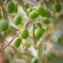 Close up of a branch of an olive tree