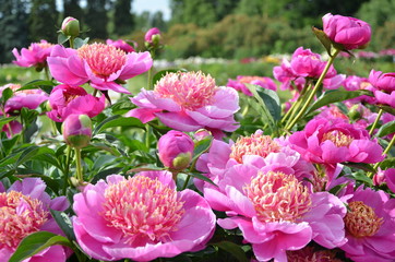 Blooming pink peony flowers 