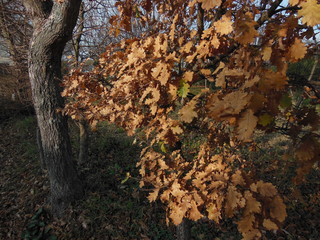 42 - leaves in autumn
