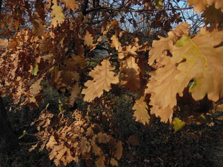 3 - leaves in autumn

