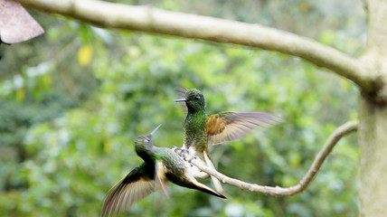 Zwei fliegende Kolibri. 