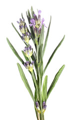 Fototapeta premium Lavender flowers Lavandula angustifolia