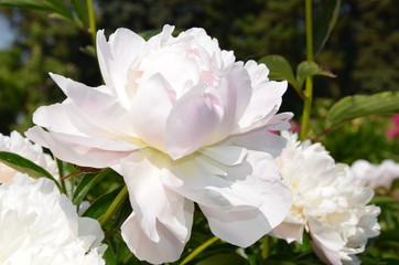 Beautiful white peony flower 