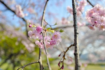 さくらの花