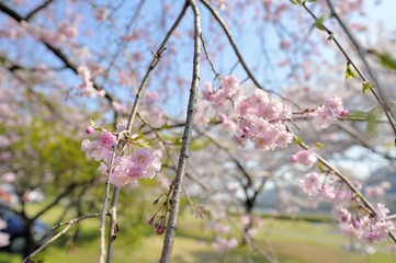 さくらの花