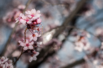 prunus flowers blossom