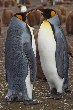 King Penguins (Aptenodytes patagonicus) at Volunteer Point in the Falkland Islands. 