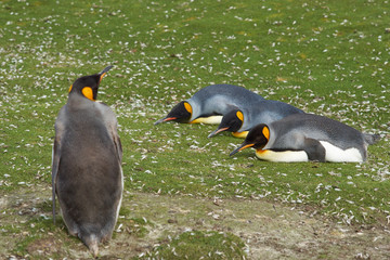 King Penguins (Aptenodytes patagonicus) resting by lying on thwe ground at Volunteer Point in the Falkland Islands. 