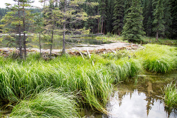 mountain beaver damn habitat with a stream flowing through © ricktravel