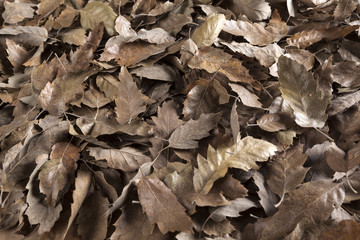 Seasonal sadly and romantic autumn leaves background