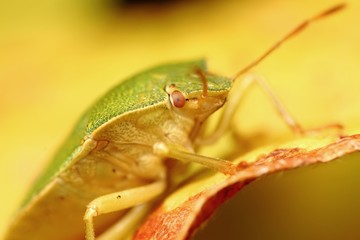 green shield bug