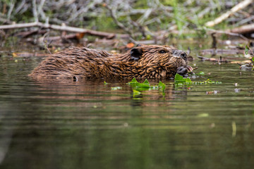 Wild beavers Horseshoe Lake Denali national park Alaska North Am