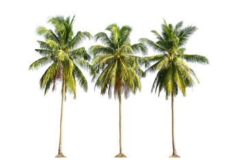 Drie kokospalmen geïsoleerd op een witte achtergrond