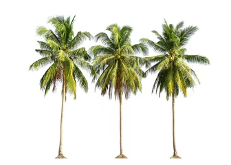 Foto auf Acrylglas Palme Drei Kokospalmen isoliert auf weißem Hintergrund