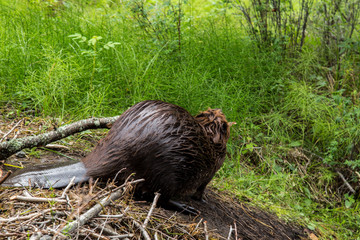 Wild beavers Horseshoe Lake Denali national park Alaska North Am