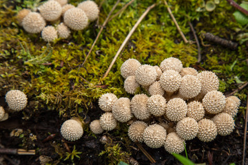 Single Spiney puffball mushroom fungi in undergrowth Alaska