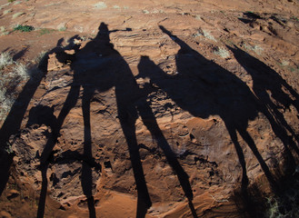 camel convoy in the desert, Egypt