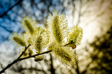 Tree flowering