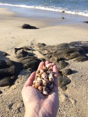 recogiendo caracolas en la playa