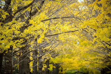 Ginkgo along the lenght of the street