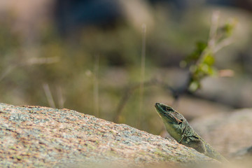 Lizard laying on a rock shows head on sunny day 