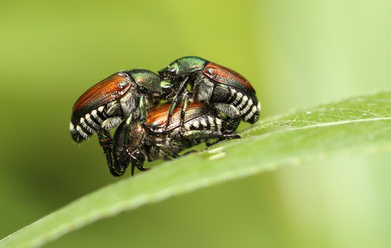 japanese beetles