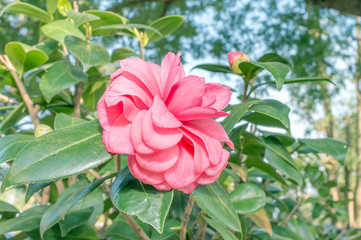 Camellia cv