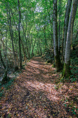 Natural path © sandrixroma