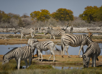 Fototapeta na wymiar Zebras 