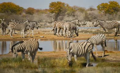 Fototapeta na wymiar Zebras in der Savanne vom Etosha Nationalpark