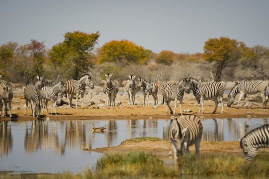 Zebras in der Savanne vom Etosha Nationalpark