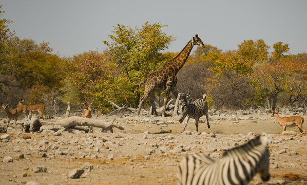 Zebras in der Savanne vom Etosha Nationalpark