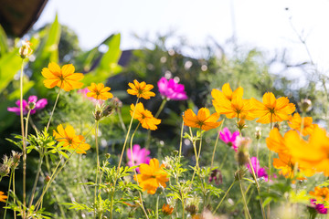 Cosmos flower in the garden