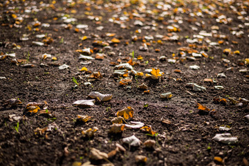 Fallen autumn leaves