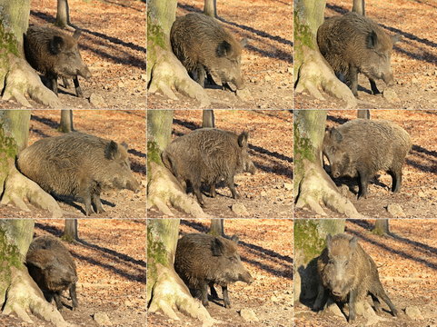 Wildschwein (Sus scrofa) scheuert sich an Baumstamm 