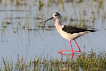 stilt