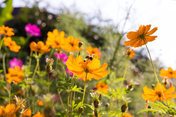 Honey bee and cosmos flower in the garden