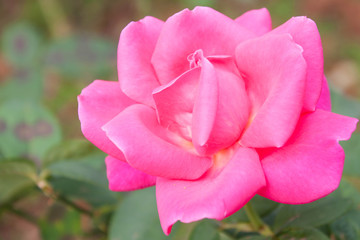 Red rose in the garden, selective focus.