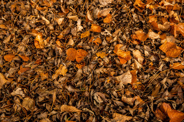 Herbstlaub
