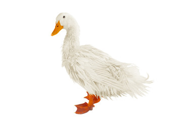 wet duck
