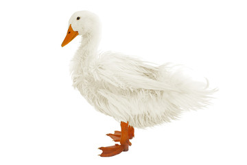wet duck